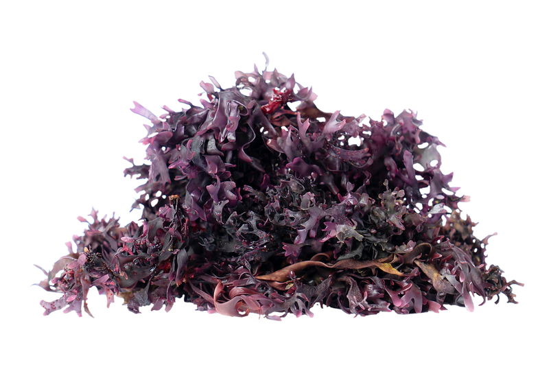 Chondrus Crispus- Irish Moss (Purple)