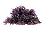 Chondrus Crispus- Irish Moss (Purple)