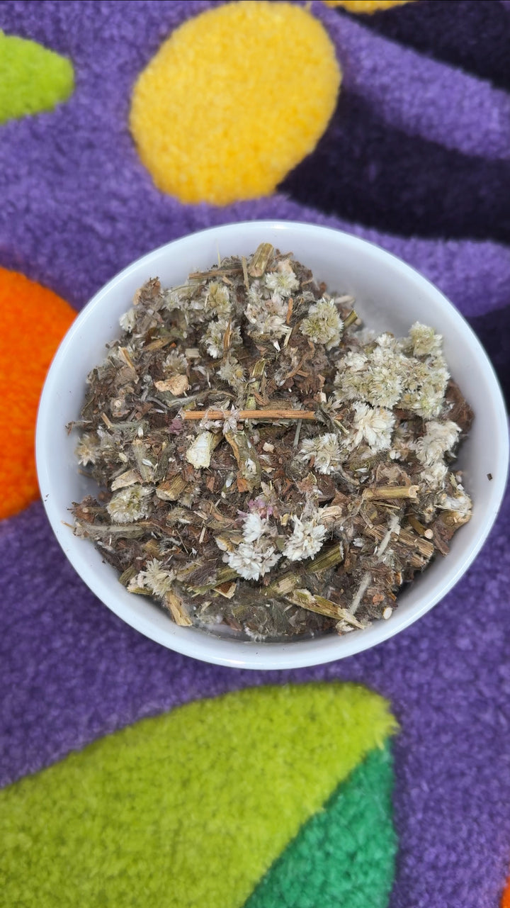 Mexican Mullein (Gordolobo)