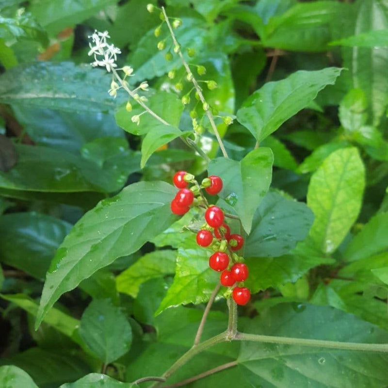 Dog Blood Bush