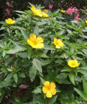 Damiana (Ramgoat Dashalong)