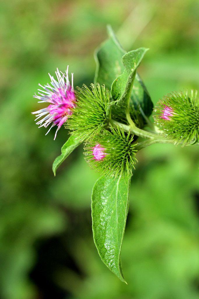 Burdock Root