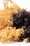 Chondrus Crispus- Irish Moss (Gold)